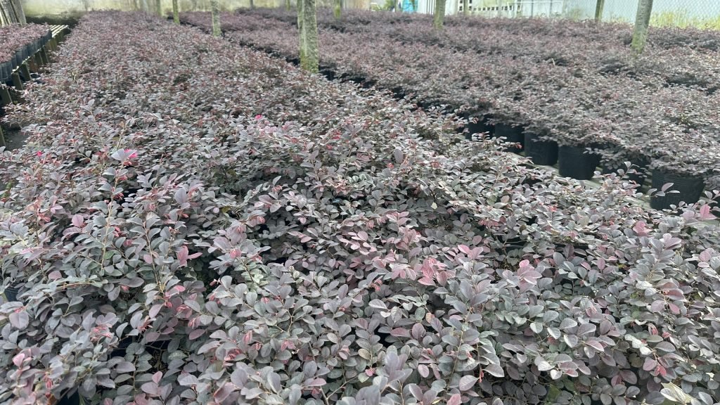 Cây Hồng Phụng
