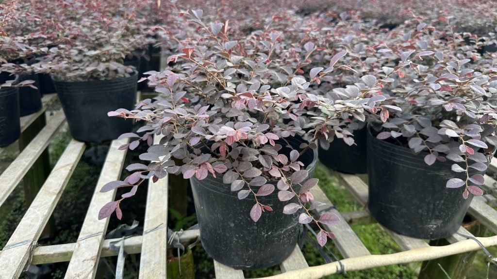 Cây Hồng Phụng 3