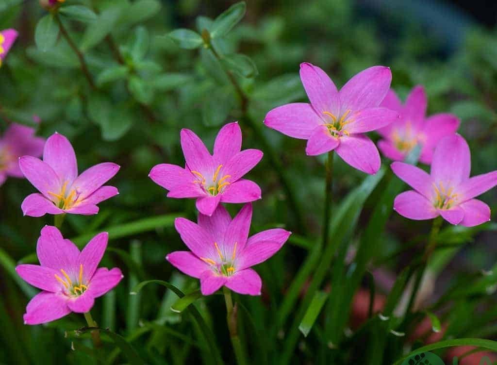 Hoa Huệ Mưa Hồng
