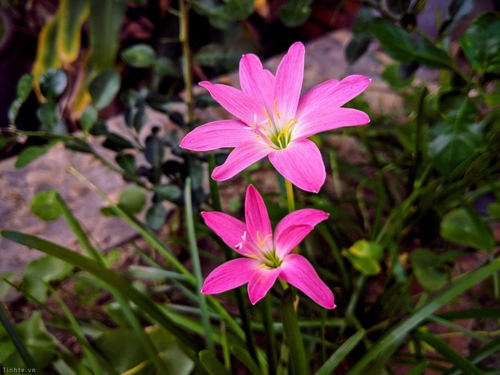 Hoa Huệ Mưa Hồng 3