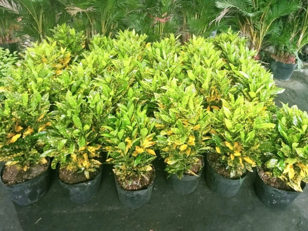 Cây Vàng Bạc Lá Lớn 2