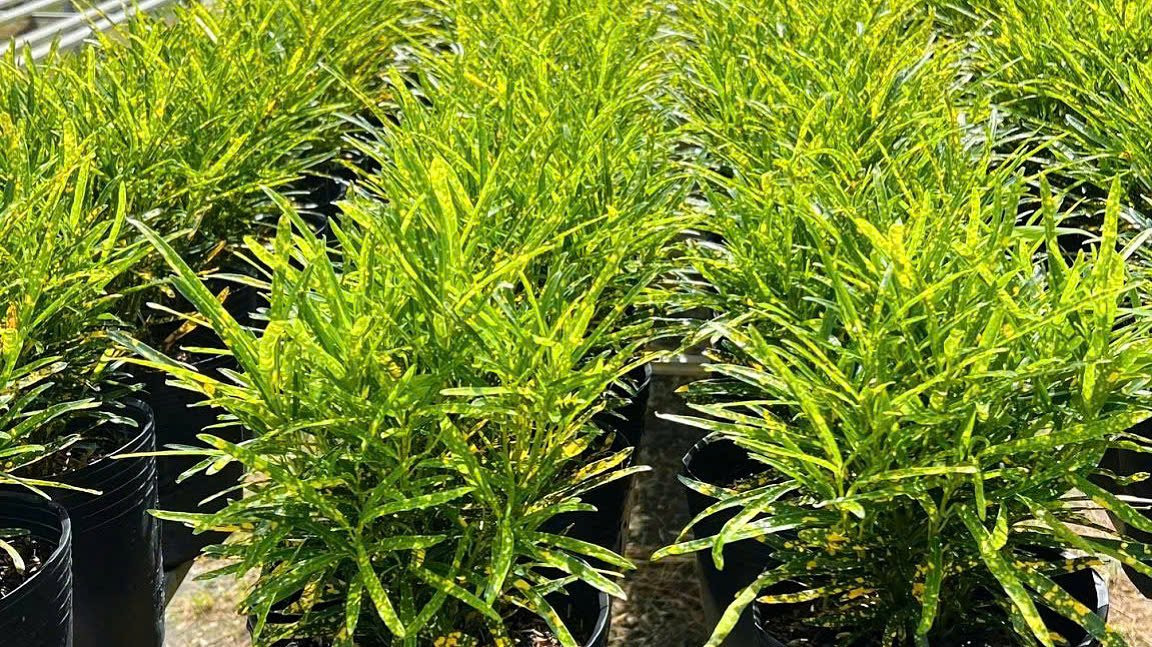 Cây Vàng Bạc Sao Nháy