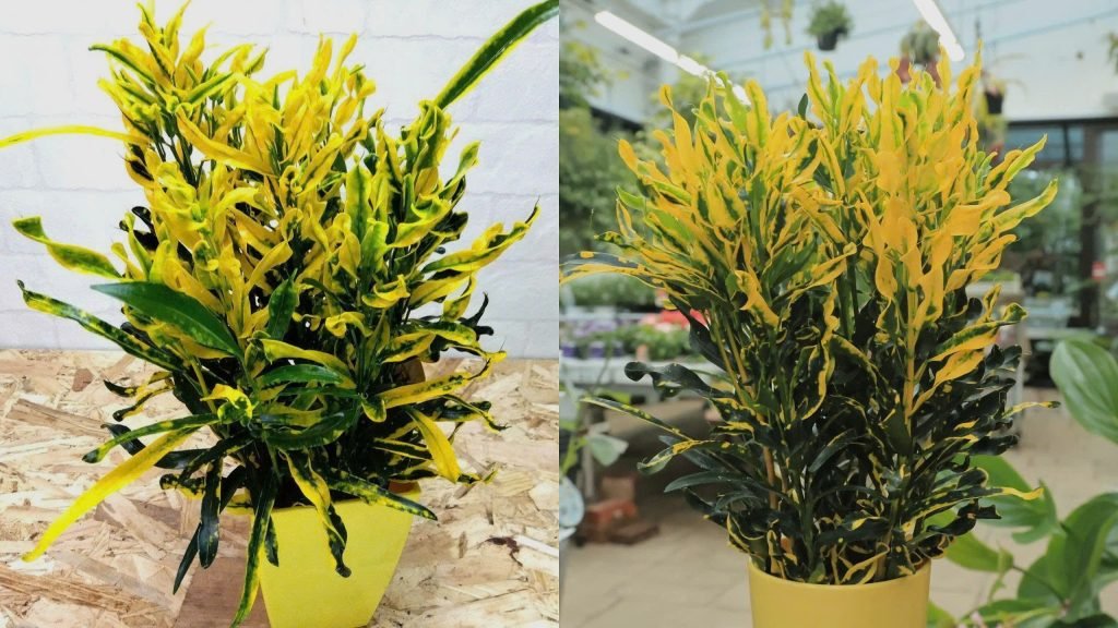 Cây Vàng Bạc Dây Khoan 3