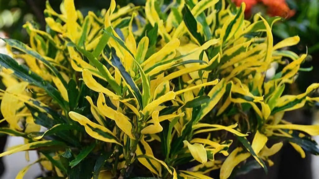 Cây Vàng Bạc Dây Khoan