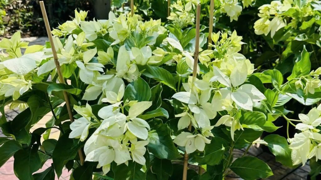 Hoa Bướm Bạc (Én Bạc)