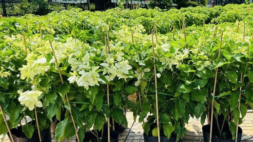 Hoa Bướm Bạc (Én Bạc) 2