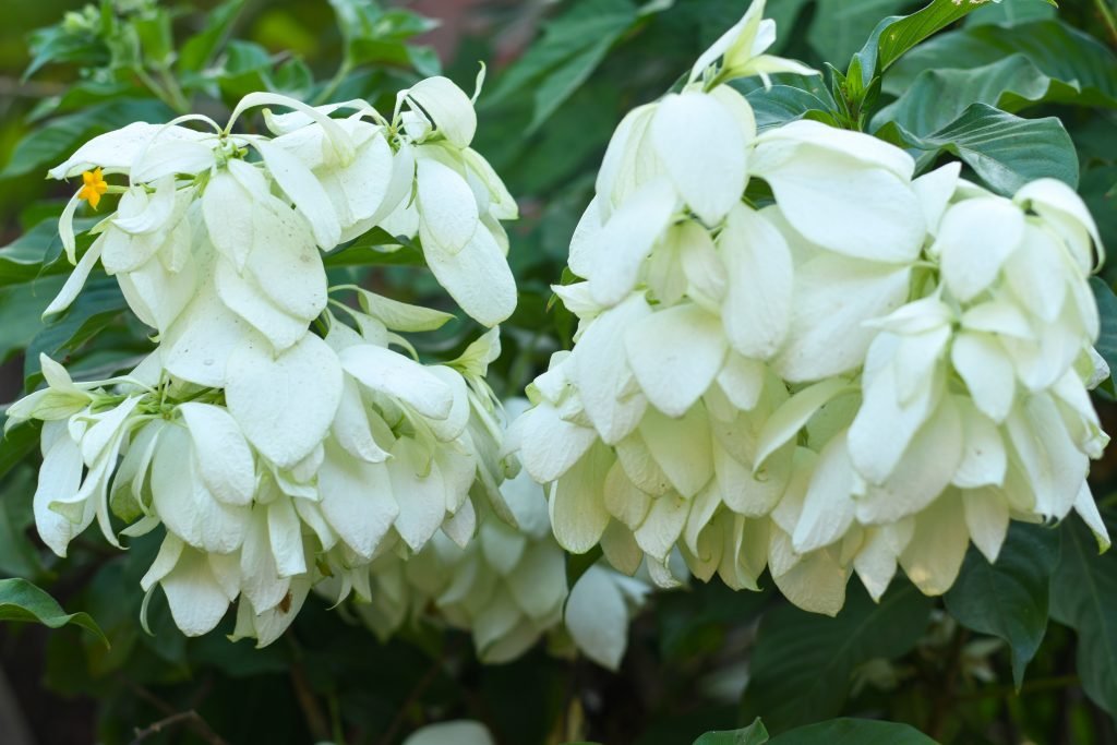 Hoa Bướm Bạc (Én Bạc) 3