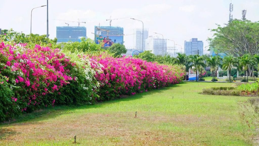 Hoa Giấy