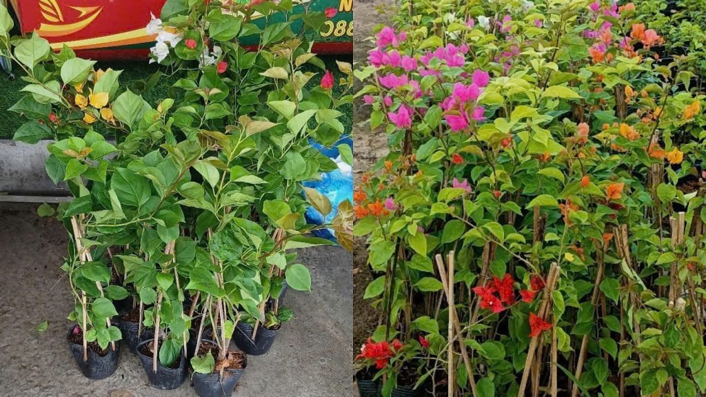 Hoa Giấy 3