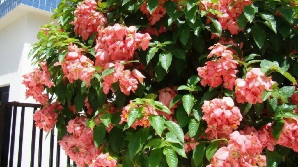 Hoa Bướm Hồng (Én Hồng) 3