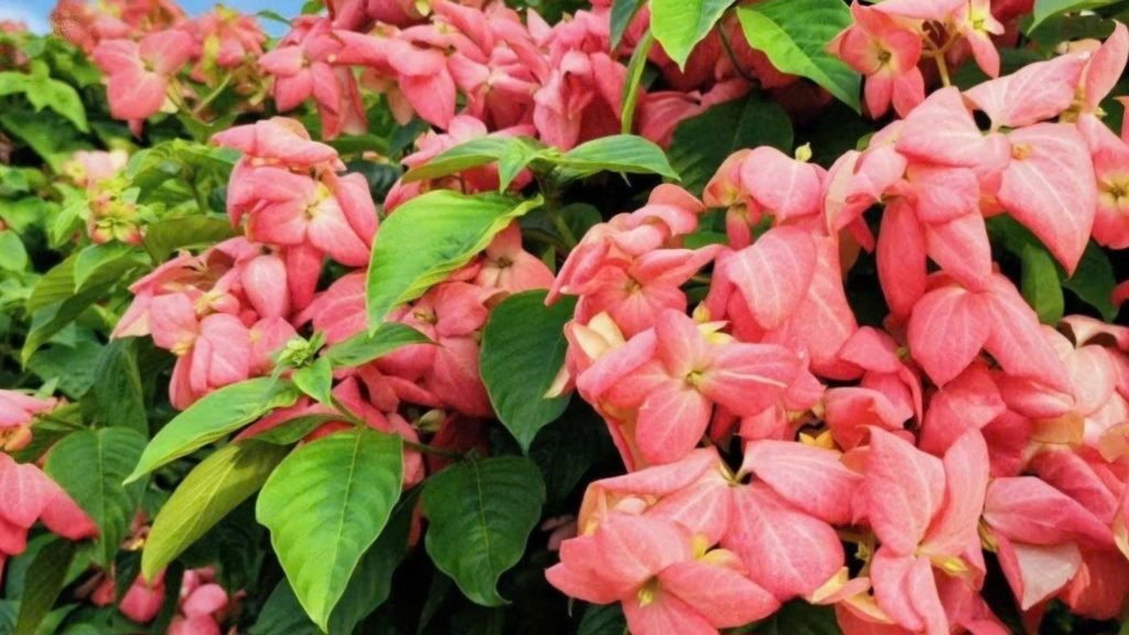 Hoa Bướm Hồng (Én Hồng)