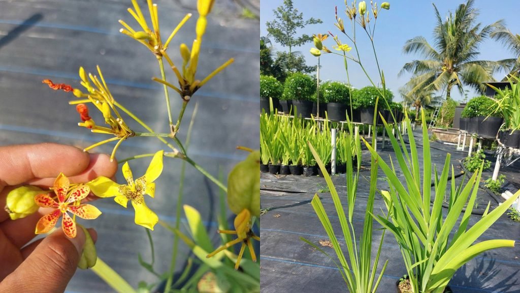 Hoa Xạ Can 3