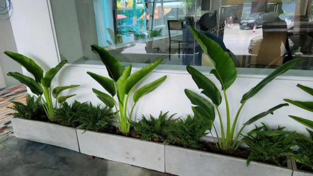 Cây Chuối Rẽ Quạt 3
