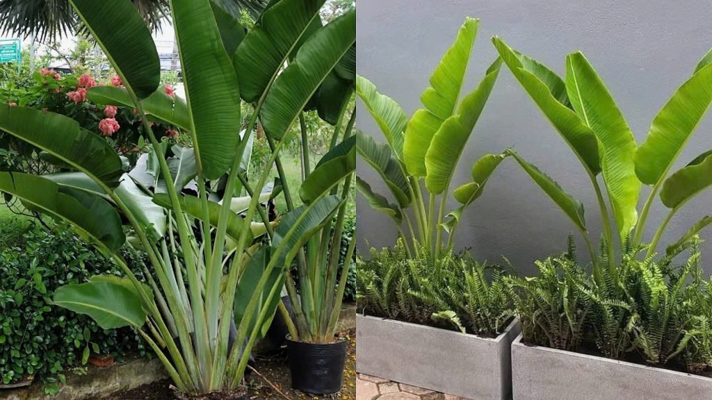 Cây Chuối Rẽ Quạt 2