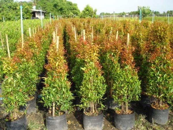 Cây Hồng Lộc 3