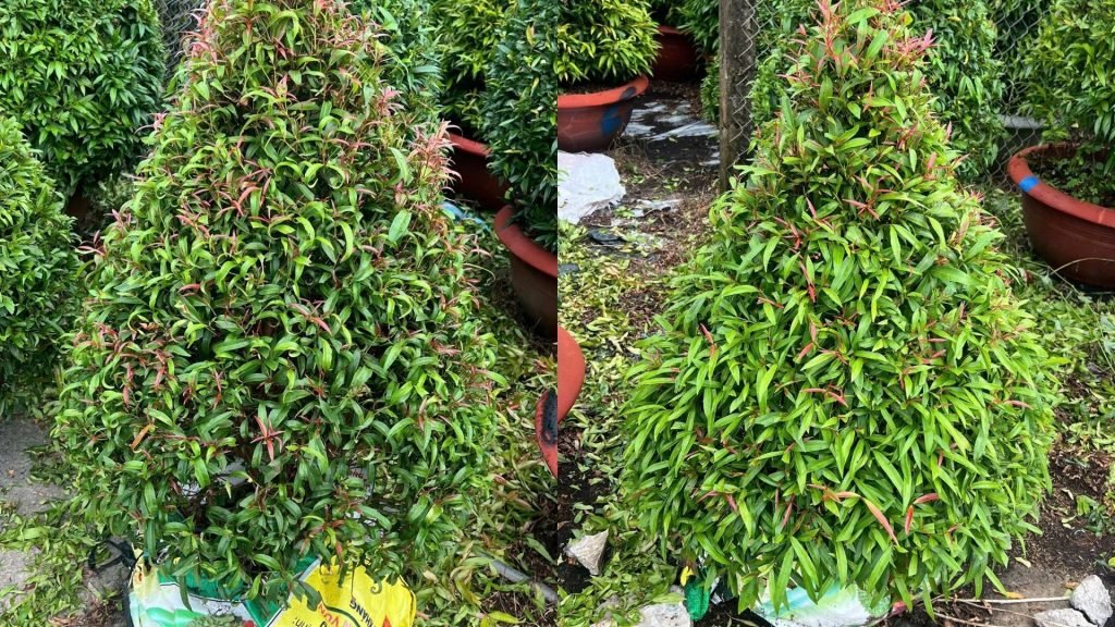 Cây Hồng Lộc 2