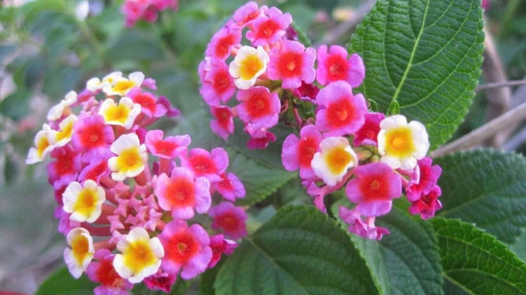 Hoa Trâm Ổi Ngũ Sắc 2