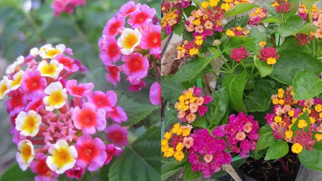 Hoa Trâm Ổi Ngũ Sắc 3