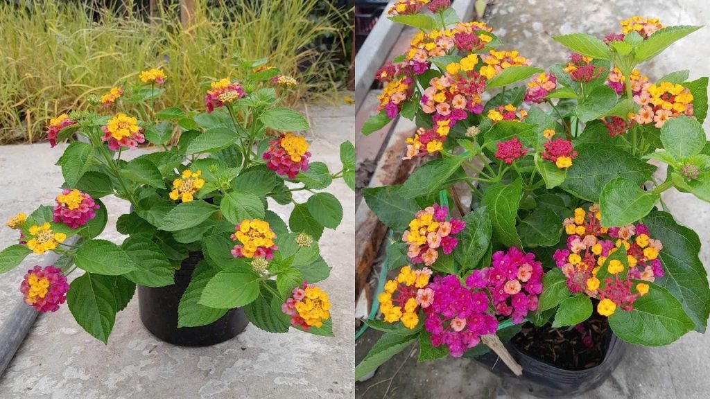 Hoa Trâm Ổi Ngũ Sắc