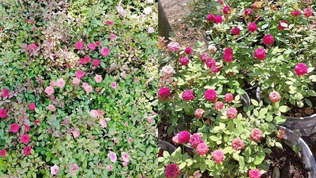 Hoa Hồng Tiểu Muội 3