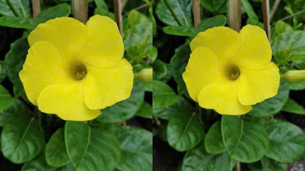 Hoa Huỳnh Đệ Vàng 3