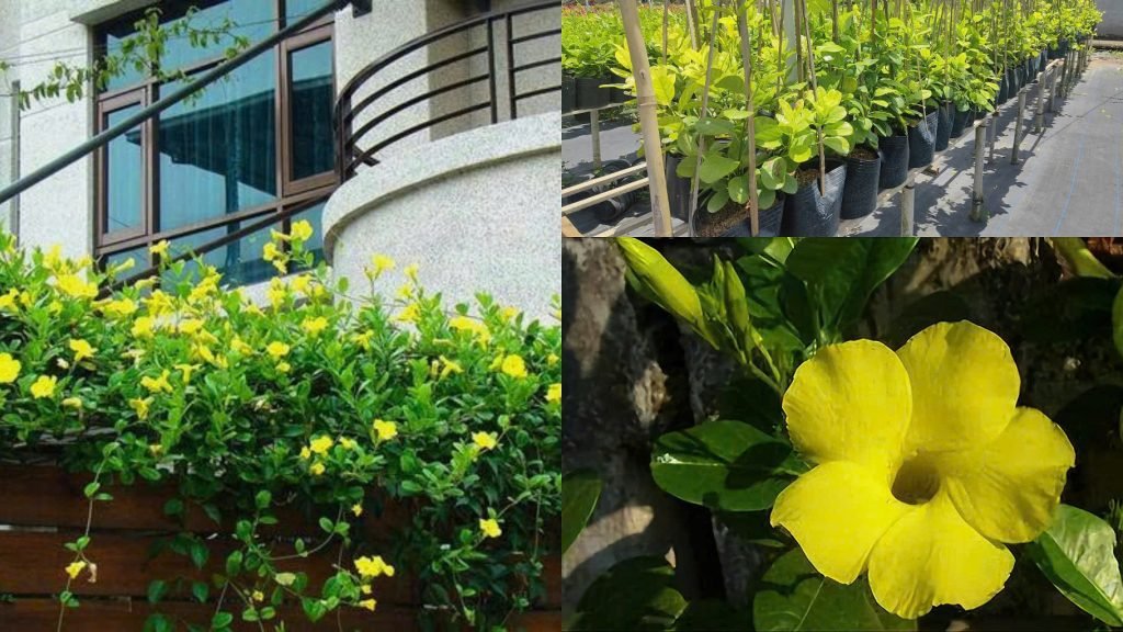 Hoa Huỳnh Đệ Vàng