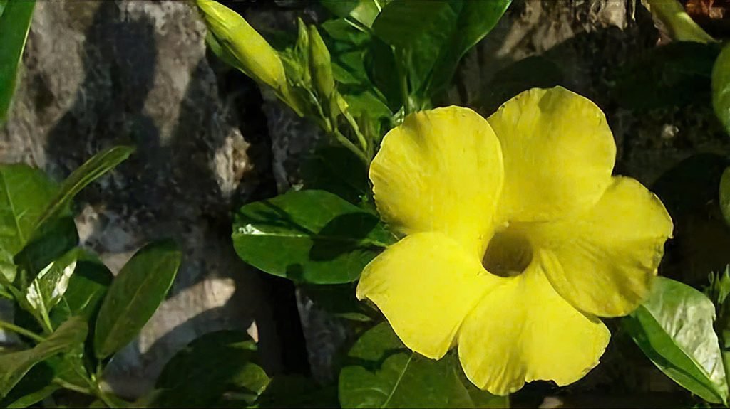 Hoa Huỳnh Đệ Vàng 2