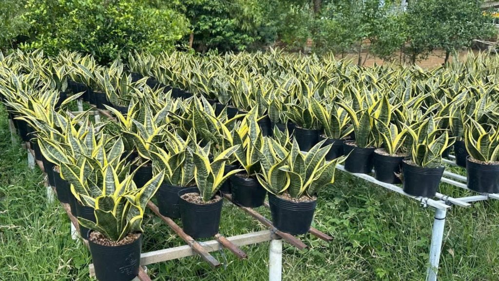 Cây Lưỡi Hổ Thái 3