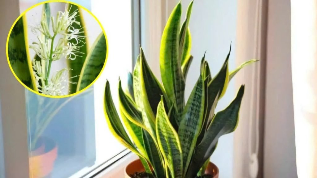 Cây Lưỡi Hổ Thái 2