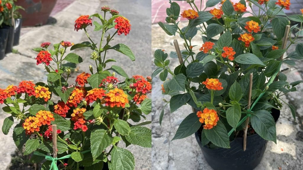 Hoa Trâm Ổi Cam 3