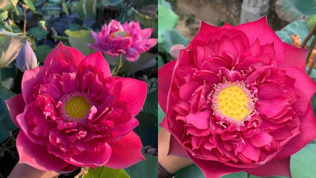Hoa Sen Thái Đỏ 3