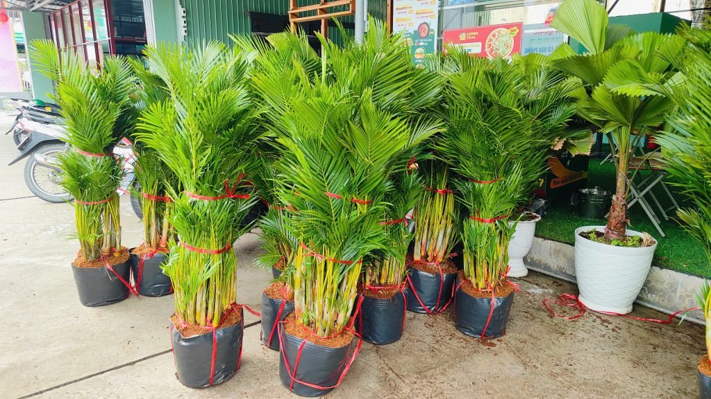 Cây Cau Vàng Đài Loan 3