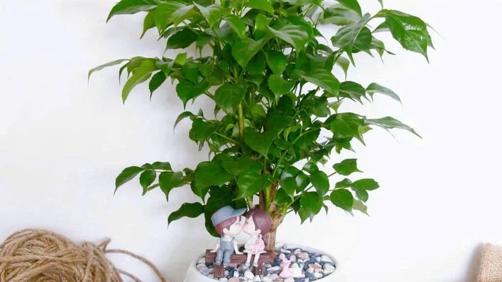Cây Hạnh Phúc 3