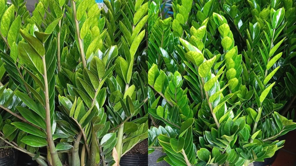 Cây Kim Tiền (Kim Phát Tài) 2