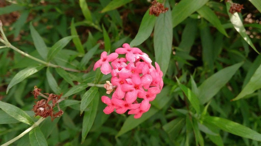 Hoa Liễu Hồng 2