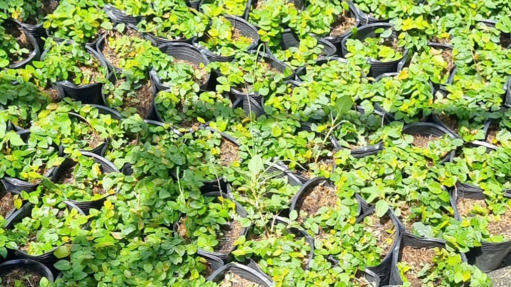 Cây Thằn Lằn Xanh 3