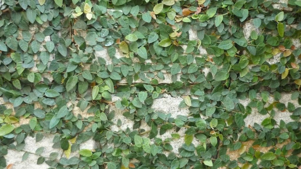 Cây Thằn Lằn Xanh