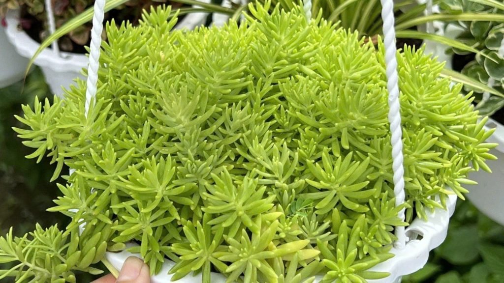 Cây Mười Giờ Úc 3