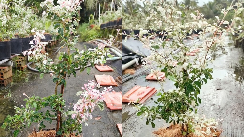 Cây Tam Tài 3