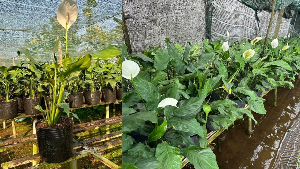 Hoa Lan Ý Thường 2