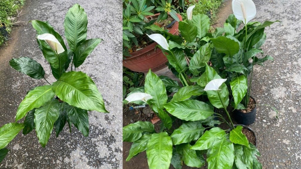 Hoa Lan Ý Thường