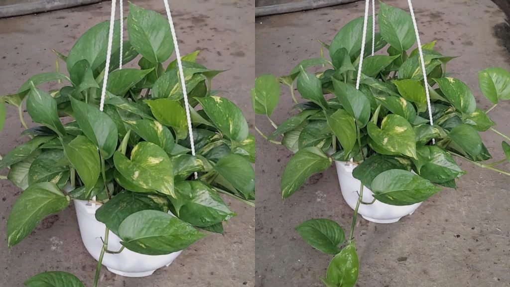Cây Trầu Bà Ta 3