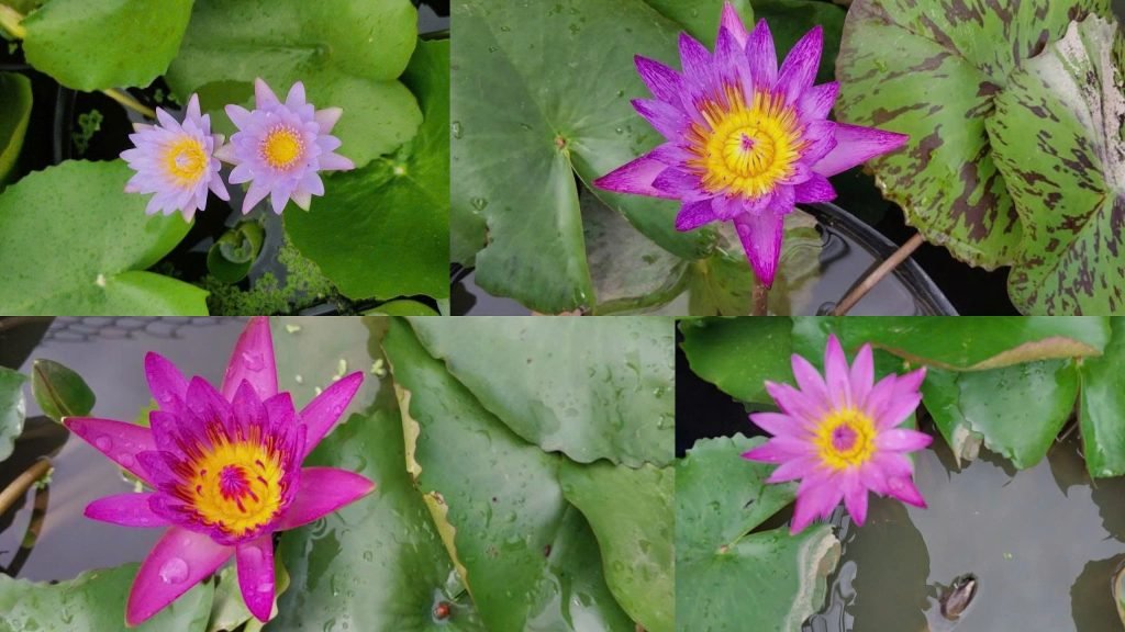 Hoa Súng Thái