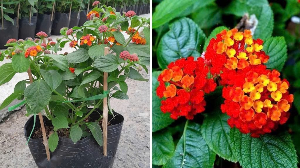 Hoa Trâm Ổi Đỏ 2