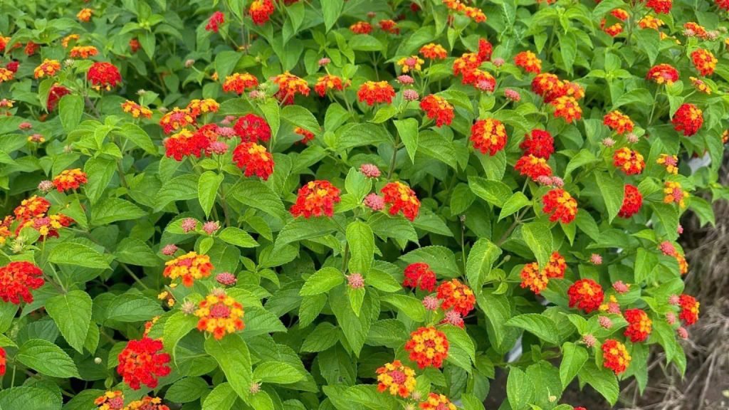 Hoa Trâm Ổi Đỏ 3