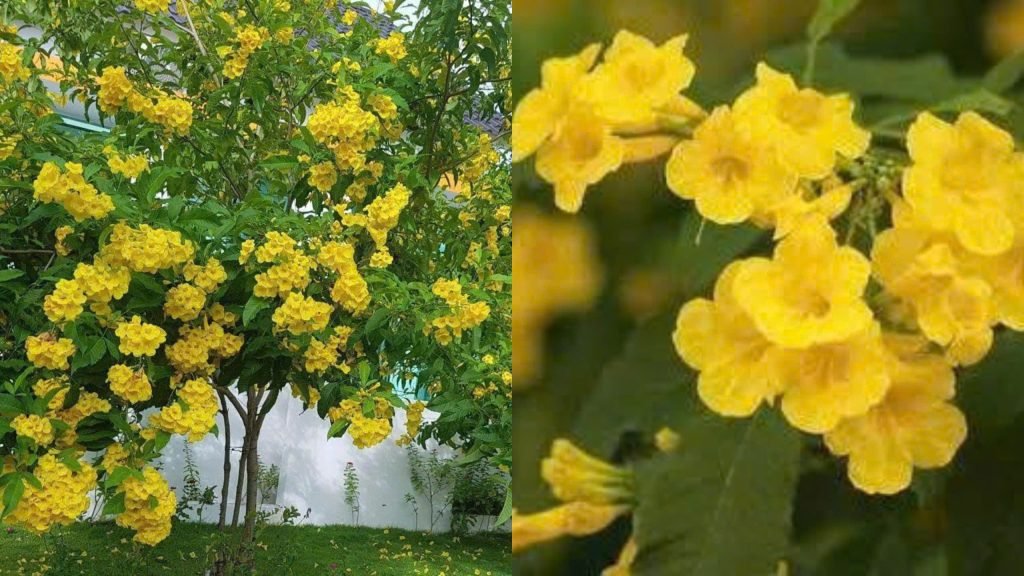 Hoa Hoàng Yến