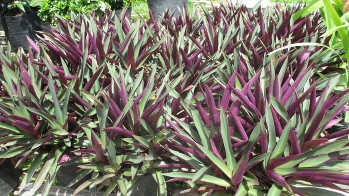 Cây Sò Huyết 3