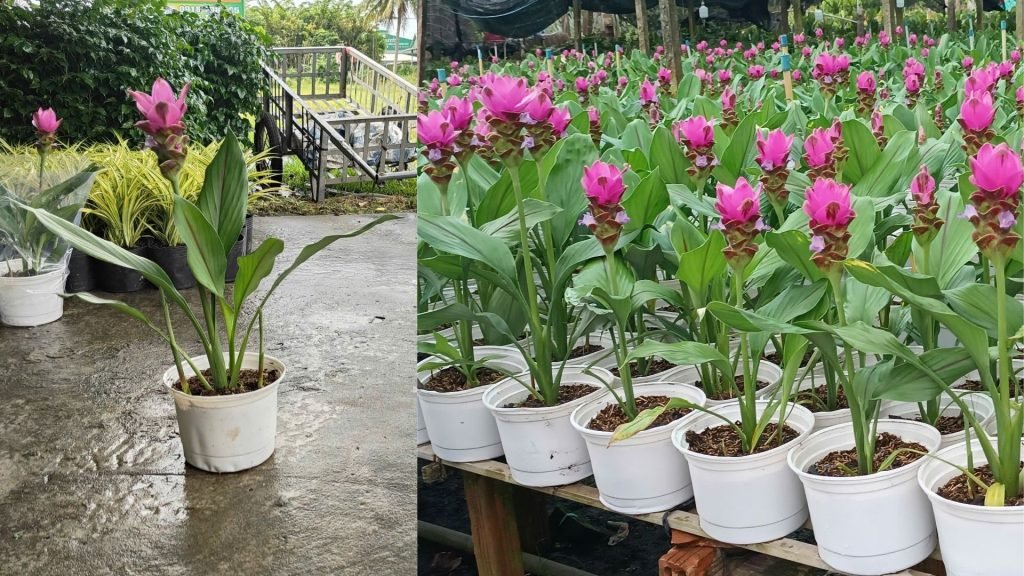 Hoa Nghệ Tây (Nghệ Sen)