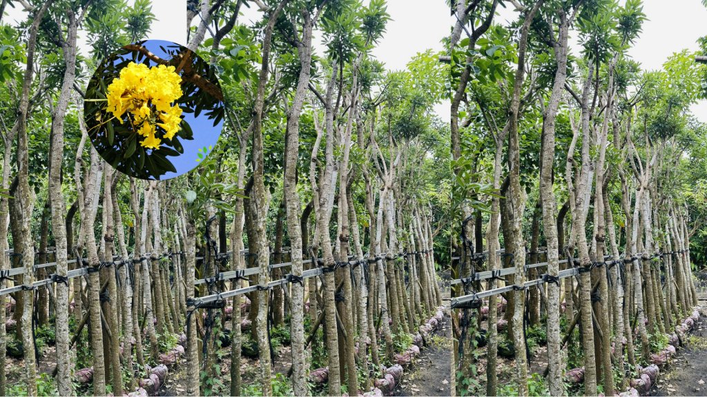 Cây Chuông Vàng 2