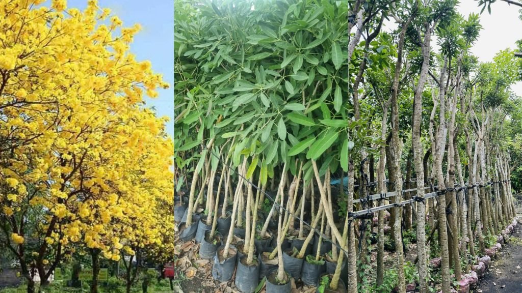 Cây Chuông Vàng 3